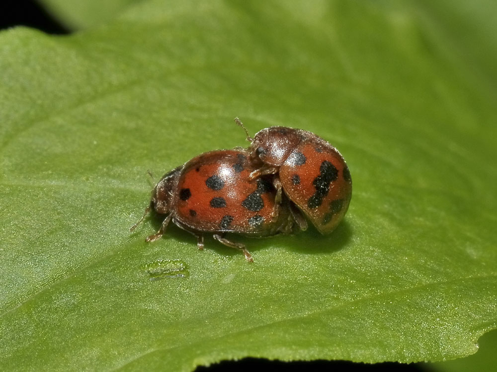 Subcoccinella vigintiquatuorpunctata? approcci 